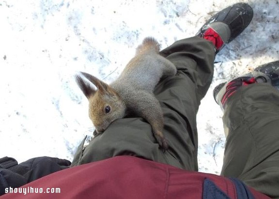 口袋里放些胡桃去登山 松鼠会怎么反应？