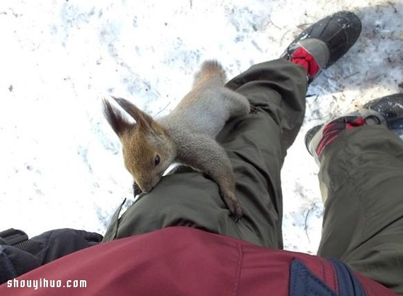 口袋里放些胡桃去登山 松鼠会怎么反应？