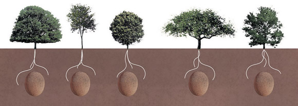 滋养一颗树木的环保安葬 你能接受么？