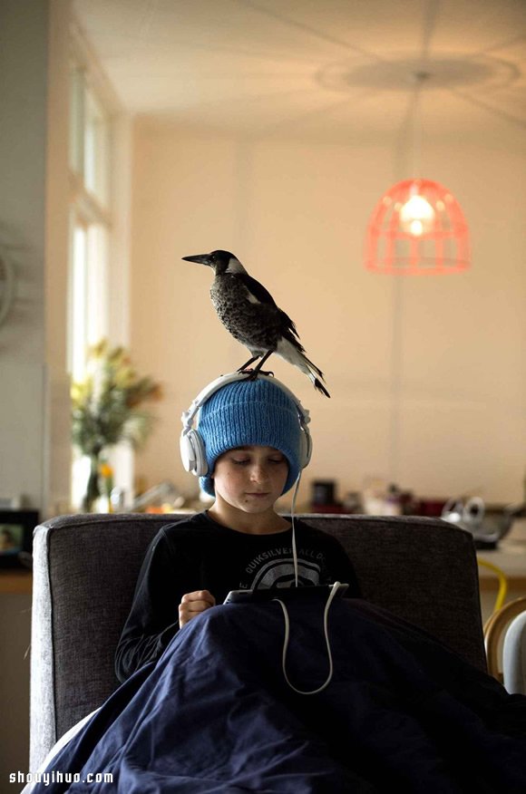 小男孩Noah与喜鹊Penguin的暖心故事