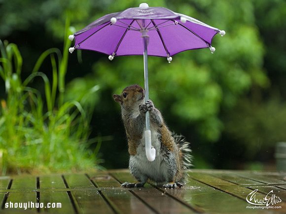 躲雨松鼠的撑伞萌照 带给你一整天的好心情