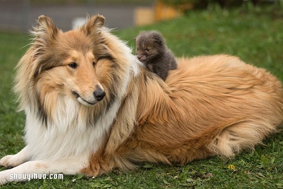 跨越种族的亲情 狐狸宝宝与牧羊犬妈妈!