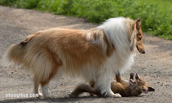 跨越种族的亲情 狐狸宝宝与牧羊犬妈妈!