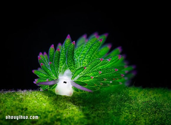 最萌生物！宛如小绵羊的藻类海蛞蝓