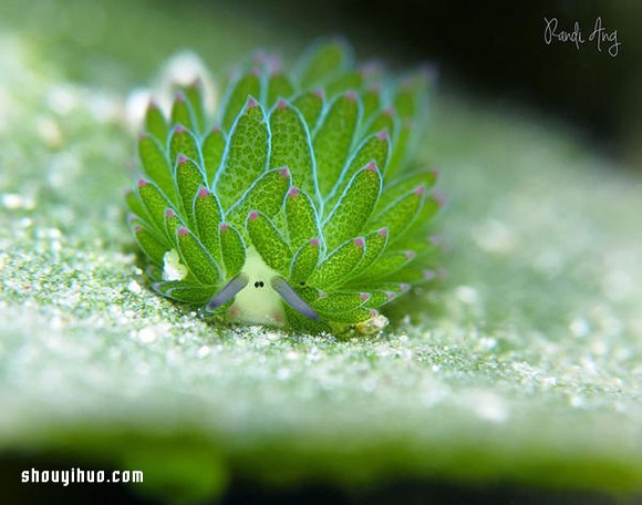 最萌生物！宛如小绵羊的藻类海蛞蝓