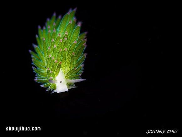 最萌生物！宛如小绵羊的藻类海蛞蝓