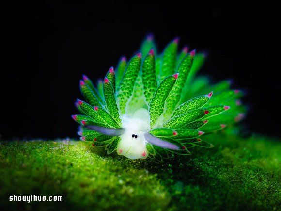 最萌生物！宛如小绵羊的藻类海蛞蝓