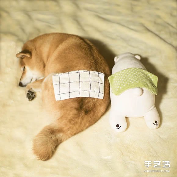 秋田犬跟它的白熊好朋友 同样睡姿太可爱了！