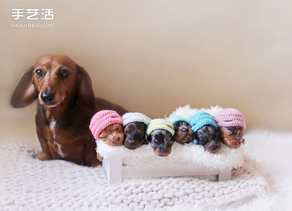 治愈系图片：百分百可爱的刚出生腊肠狗宝贝