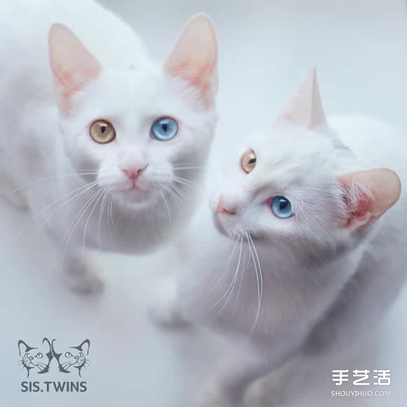 最美双胞胎：让人融化的白色小猫 Sis。Twins。