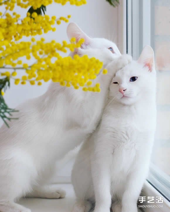 最美双胞胎：让人融化的白色小猫 Sis。Twins。