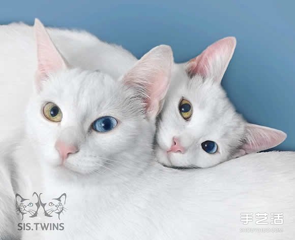 最美双胞胎：让人融化的白色小猫 Sis。Twins。