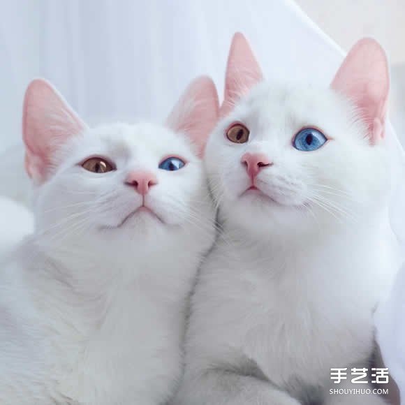 最美双胞胎：让人融化的白色小猫 Sis。Twins。