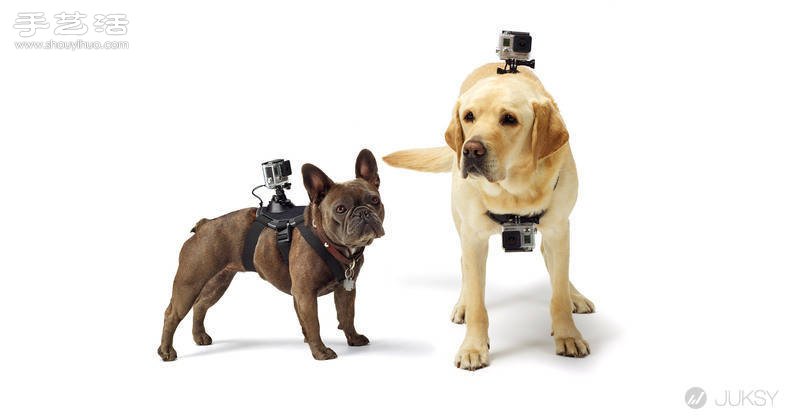 狗狗专用第一人称GoPro摄影机专用套件！