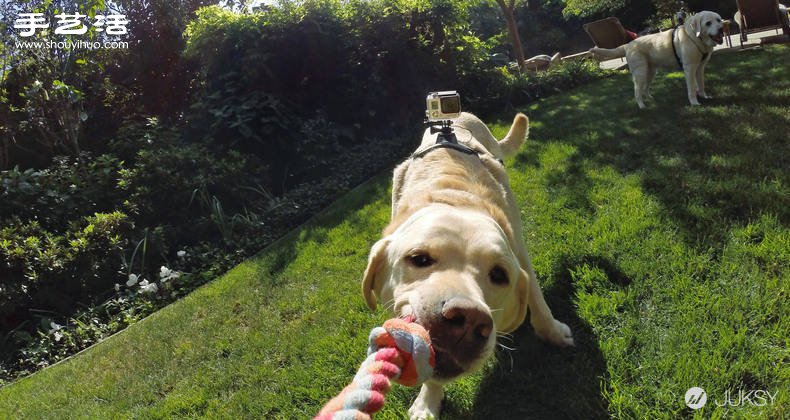 狗狗专用第一人称GoPro摄影机专用套件！