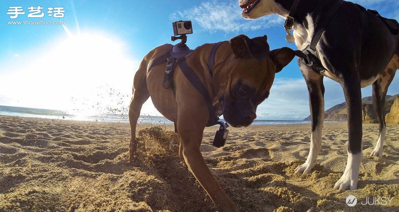 狗狗专用第一人称GoPro摄影机专用套件！