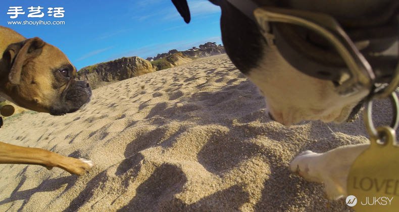 狗狗专用第一人称GoPro摄影机专用套件！