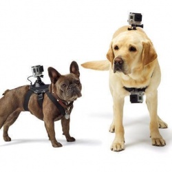 狗狗专用第一人称GoPro摄影机专用套件！