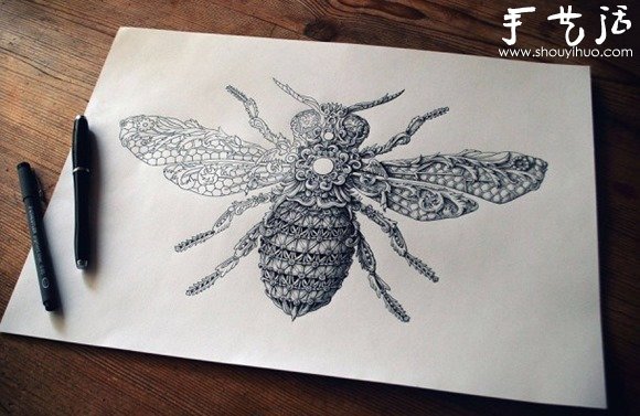 超细致的昆虫手绘作品