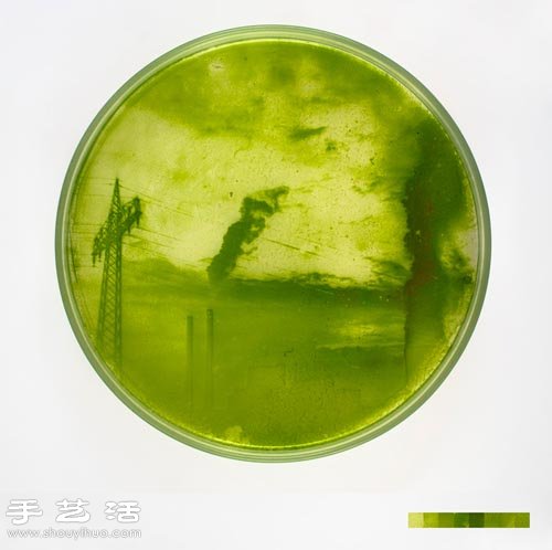 利用藻类微生物DIY制作创意海藻画