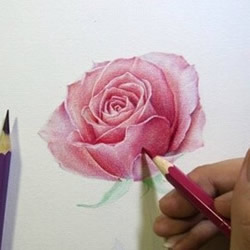 彩铅玫瑰花的画法步骤 玫瑰花彩色铅笔画教程
