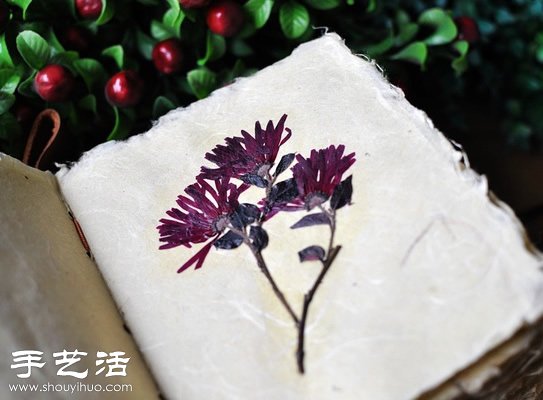 押花艺术DIY“植物百科全书”