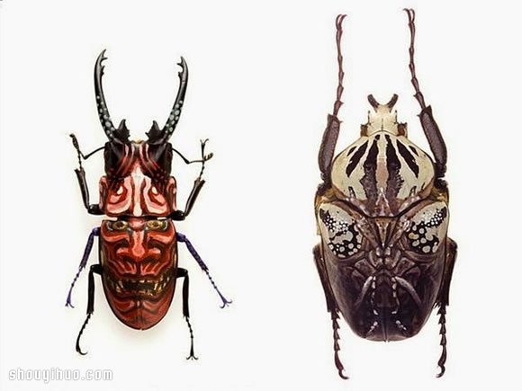 可怕却也美丽！昆虫标本上的脸谱面具绘画