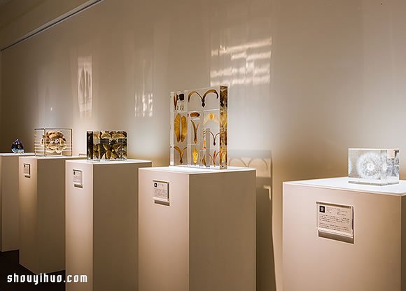 立方块里的治愈宇宙 京都植物标本作品展览