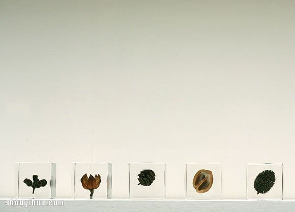 立方块里的治愈宇宙 京都植物标本作品展览