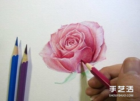 彩铅玫瑰花的画法步骤 玫瑰花彩色铅笔画教程