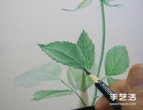 彩铅玫瑰花的画法步骤 玫瑰花彩色铅笔画教程