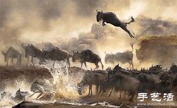 2014年Sony World摄影大赛之趣味狂野动物世界