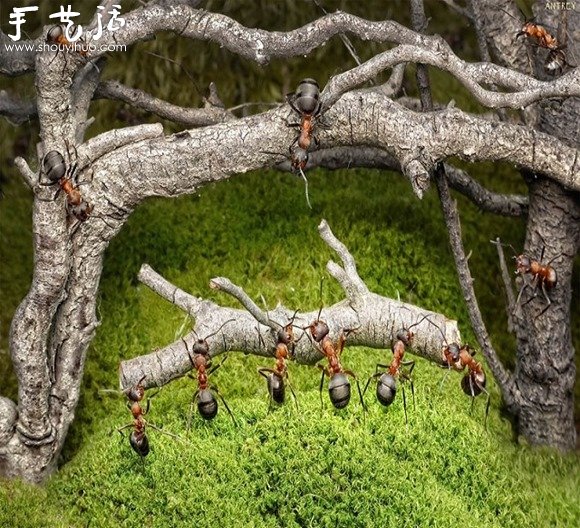 微距摄影：蚂蚁的神奇世界