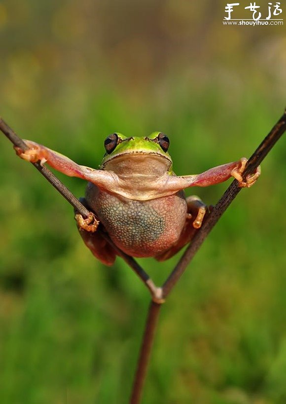 创意摄影，拍出有趣的青蛙