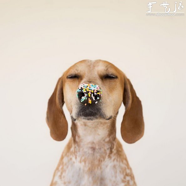 动物摄影：狗狗的有趣绝活儿