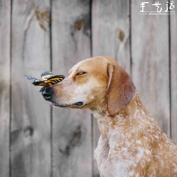 动物摄影：狗狗的有趣绝活儿