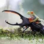 2014年Sony World摄影大赛之趣味狂野动物世界