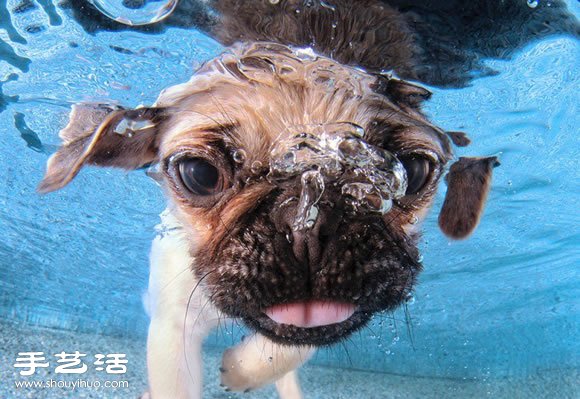 摄影师指导小狗游泳 捕捉可爱又自然的画面