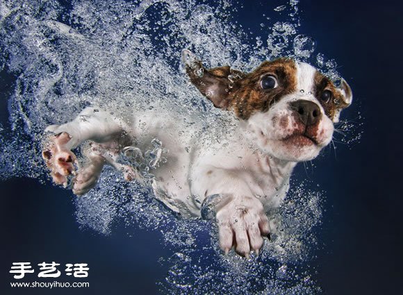 摄影师指导小狗游泳 捕捉可爱又自然的画面