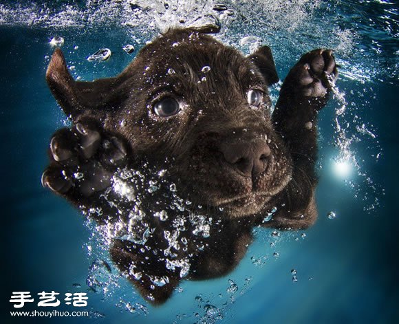摄影师指导小狗游泳 捕捉可爱又自然的画面