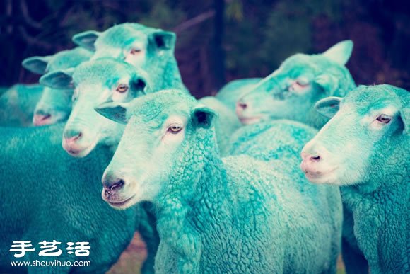 奇幻彩色羊摄影 「DREAM SERIES」