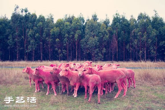 奇幻彩色羊摄影 「DREAM SERIES」