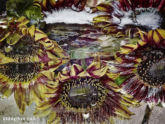 创意冰封花草植物摄影DIY 美得像一幅油画！