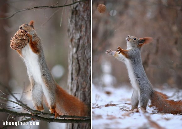 心跟着雪一起融化！可爱雪地松鼠摄影