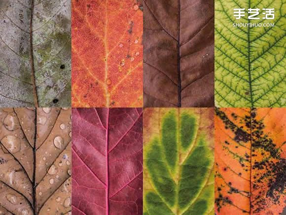 用摄影保存叶子的美 宛如美丽拼布的叶子照片