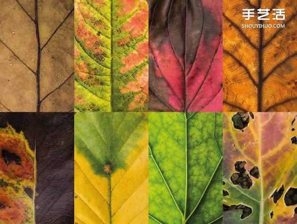 用摄影保存叶子的美 宛如美丽拼布的叶子照片