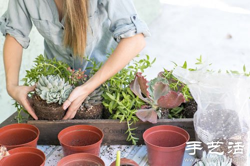 创意DIY小清新多肉植物盆栽