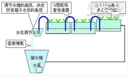 超详细水培种菜教程 家里也可以方便种菜啦！