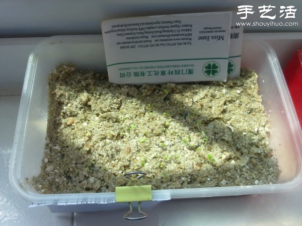 超详细水培种菜教程 家里也可以方便种菜啦！