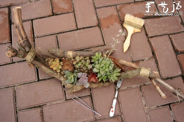 葡萄老根DIY多肉植物盆栽的教程